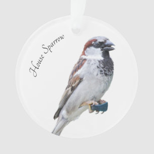 Maison Sparrow
