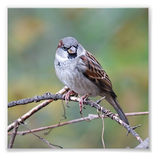 Maison Sparrow sur une photo de la montée Imprimer (Devant)