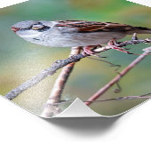 Maison Sparrow sur une photo de la montée Imprimer (Coin)