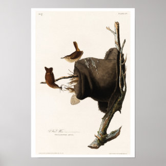 Maison Wren par Audubon Poster
