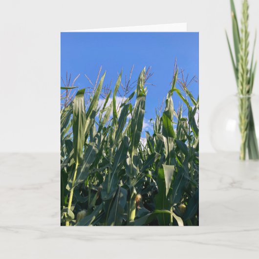 Maïsstengels Blank Bedankkaart (Voorkant)