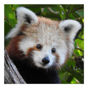 Maiya The Red Panda Perfect Poster