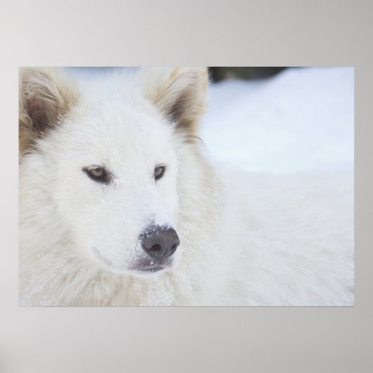 Majesteit Poster (Voorkant)