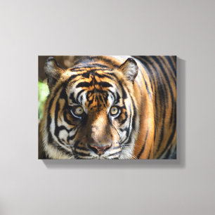 majesteit tijgergezicht canvas afdruk