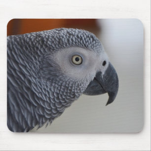 Majestic African Gray Parrot Muismat