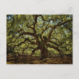 Majestic Angel Oak Briefkaart