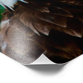 Majestic Bald Eagle Foto Afdruk