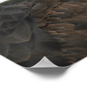 Majestic Bald Eagle Portret Poster (Hoek)