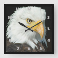 Majestic Bald Eagle Portret