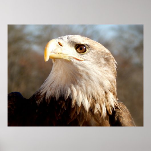 Majestic Bald Eagle Poster (Voorkant)