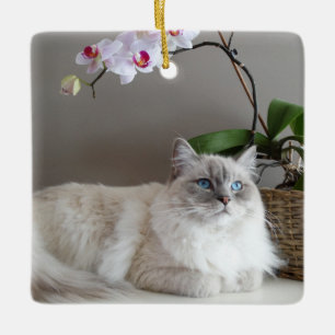 Majestic Balinese Cat Keramisch Ornament