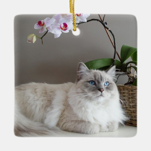Majestic Balinese Cat Keramisch Ornament (Voorkant)