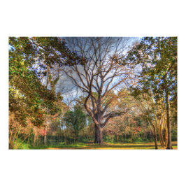 Majestic Black Walnut Tree Foto Afdruk