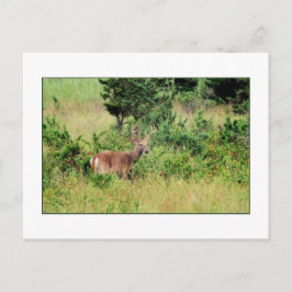 "Majestic Buck"-Briefkaart Briefkaart