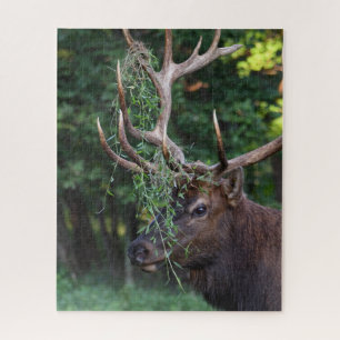 Majestic Bull Elk, afgesplitst voor de koeien Legpuzzel