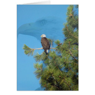 Majestic Eagle