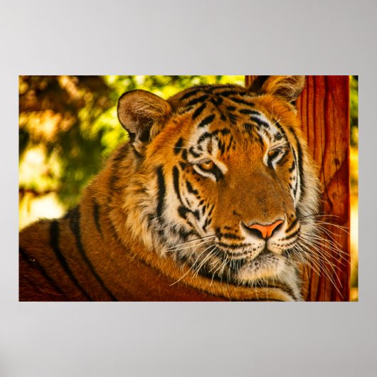 Majestic Face Poster (Voorkant)