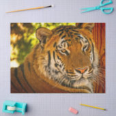 Majestic Face Tissuepapier (Craft)