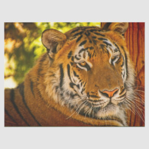 Majestic Face Tissuepapier