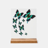 Majestic Green Swallowtail Butterfly (Recto)