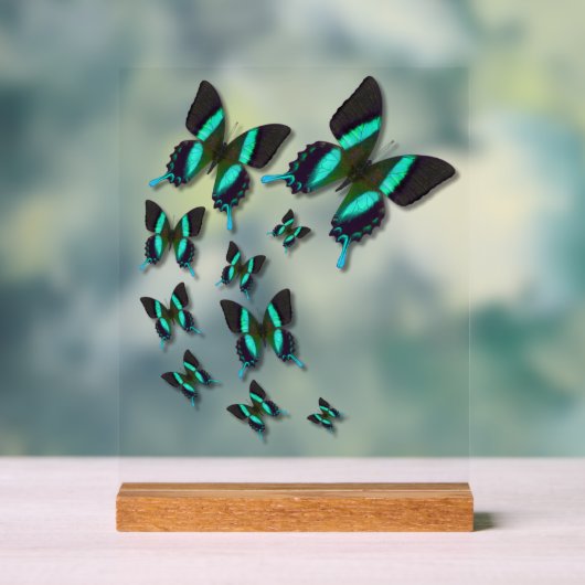Majestic Green Swallowtail Butterfly Acryl Bord (Neutraal)