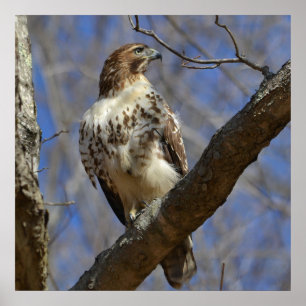 Majestic Hawk Poster