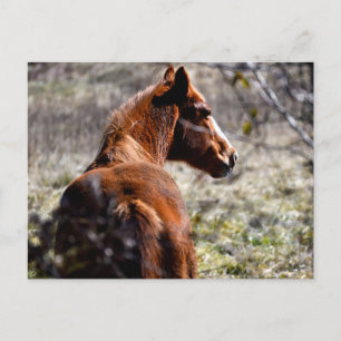 Majestic Horse in boerderij Georgia, Verenigde Sta Briefkaart