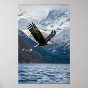 Majestic kale adelaar die laag over besneeuwd wate poster