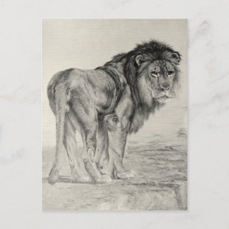 Majestic Lion Briefkaart
