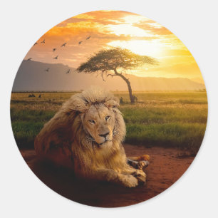 Majestic Lion in Afrika op zonsondergang Ronde Sticker