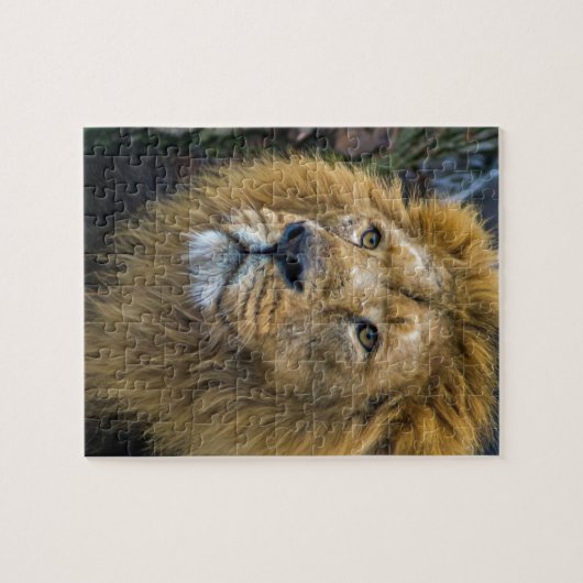 Majestic lion legpuzzel (Horizontaal)