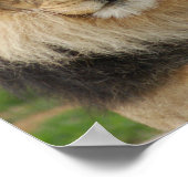 MAJESTIC LION POSTER (Hoek)