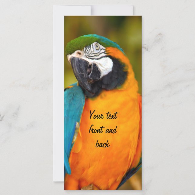 Majestic Macaw (Voorkant)