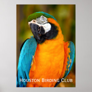 Majestic Macaw Poster