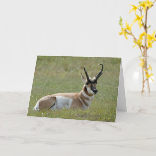 Majestic Mannelijk Pronghorn, Custer, SD - Kaart