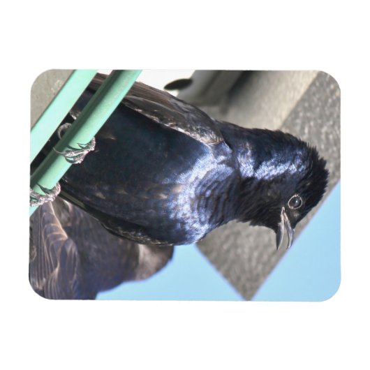 Majestic Paars Martin Magneet (Horizontaal)