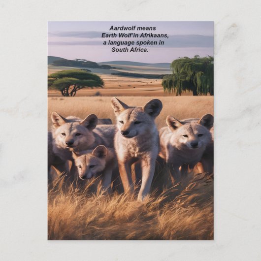 Majestic Pack van Aardwolf Staand in het Veld Briefkaart (Voorkant)