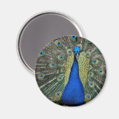 Majestic Peacock Magnet Magneet (Voorkant / Achterkant)