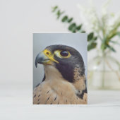 Majestic Peregrine falcon Briefkaart (Staand voorkant)