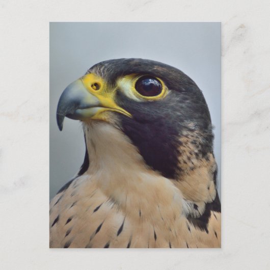 Majestic Peregrine falcon Briefkaart (Voorkant)
