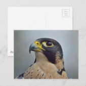 Majestic Peregrine falcon Briefkaart (Voorkant / Achterkant)