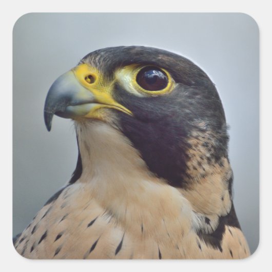 Majestic Peregrine falcon Vierkante Sticker (Voorkant)