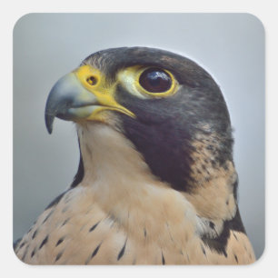 Majestic Peregrine falcon Vierkante Sticker