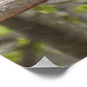 Majestic Red Tailed Hawk Poster (Hoek)