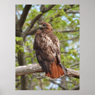 Majestic Red Tailed Hawk Poster
