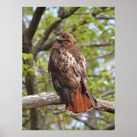 Majestic Red Tailed Hawk Poster (Voorkant)