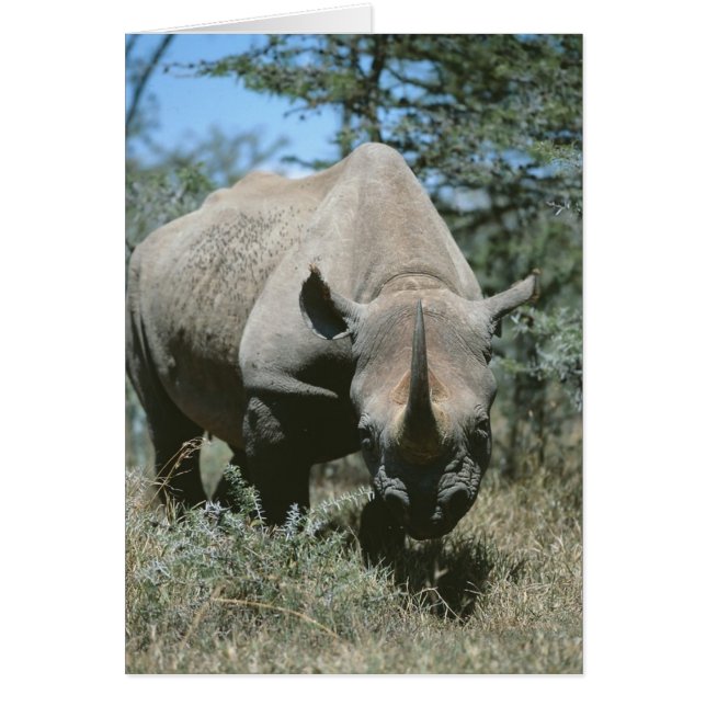 Majestic Rhino (Voorkant)