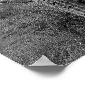 Majestic Saguaro Cactus (b/w) Poster (Hoek)