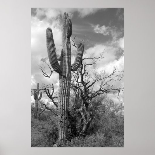 Majestic Saguaro Cactus (b/w) Poster (Voorkant)