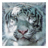 Majestic Snow White Tiger Portret Perfect Poster (Voorkant)